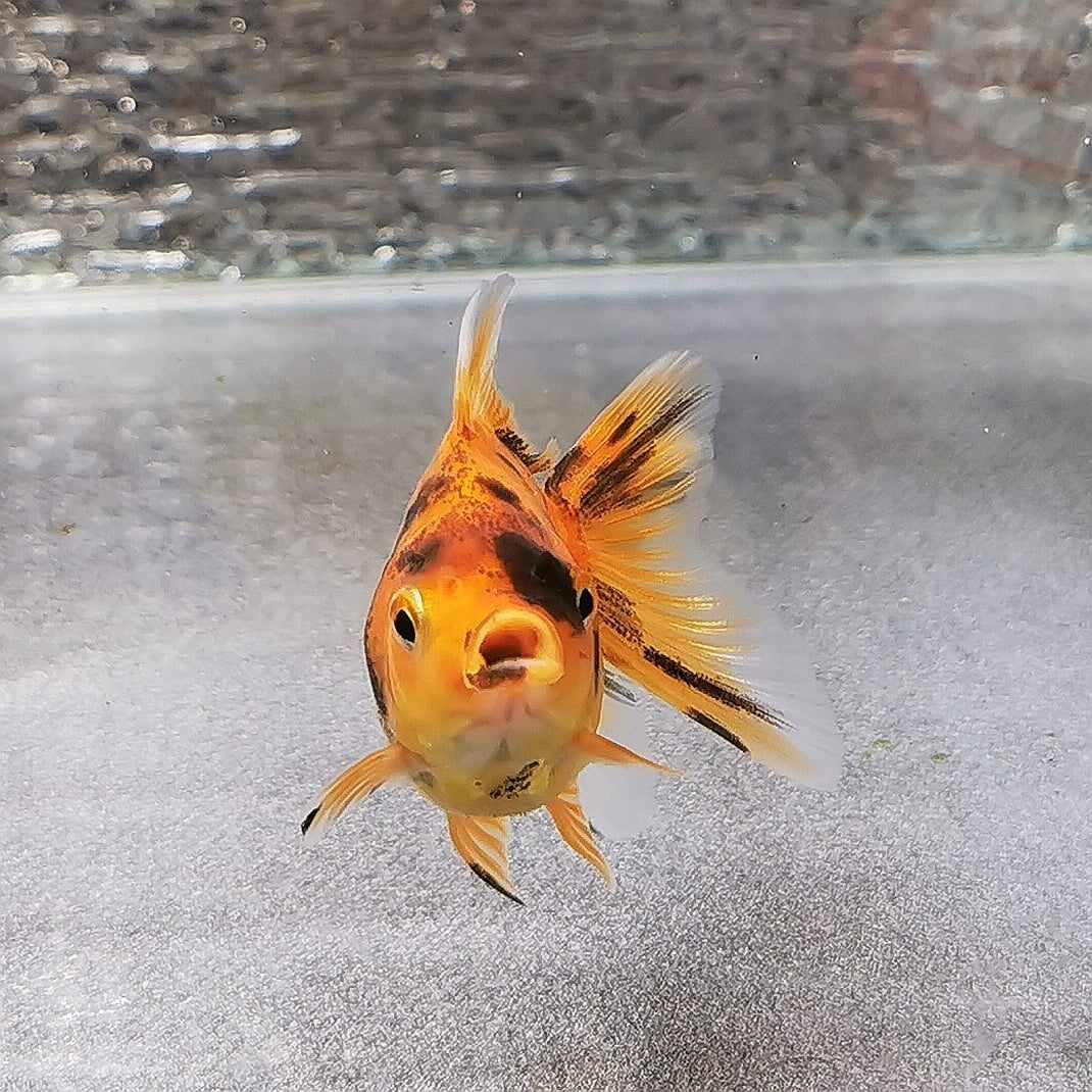 Tiger Orchidtail Oranda Goldfish WYSIWYG #4 - Paradise Tropicals LLC