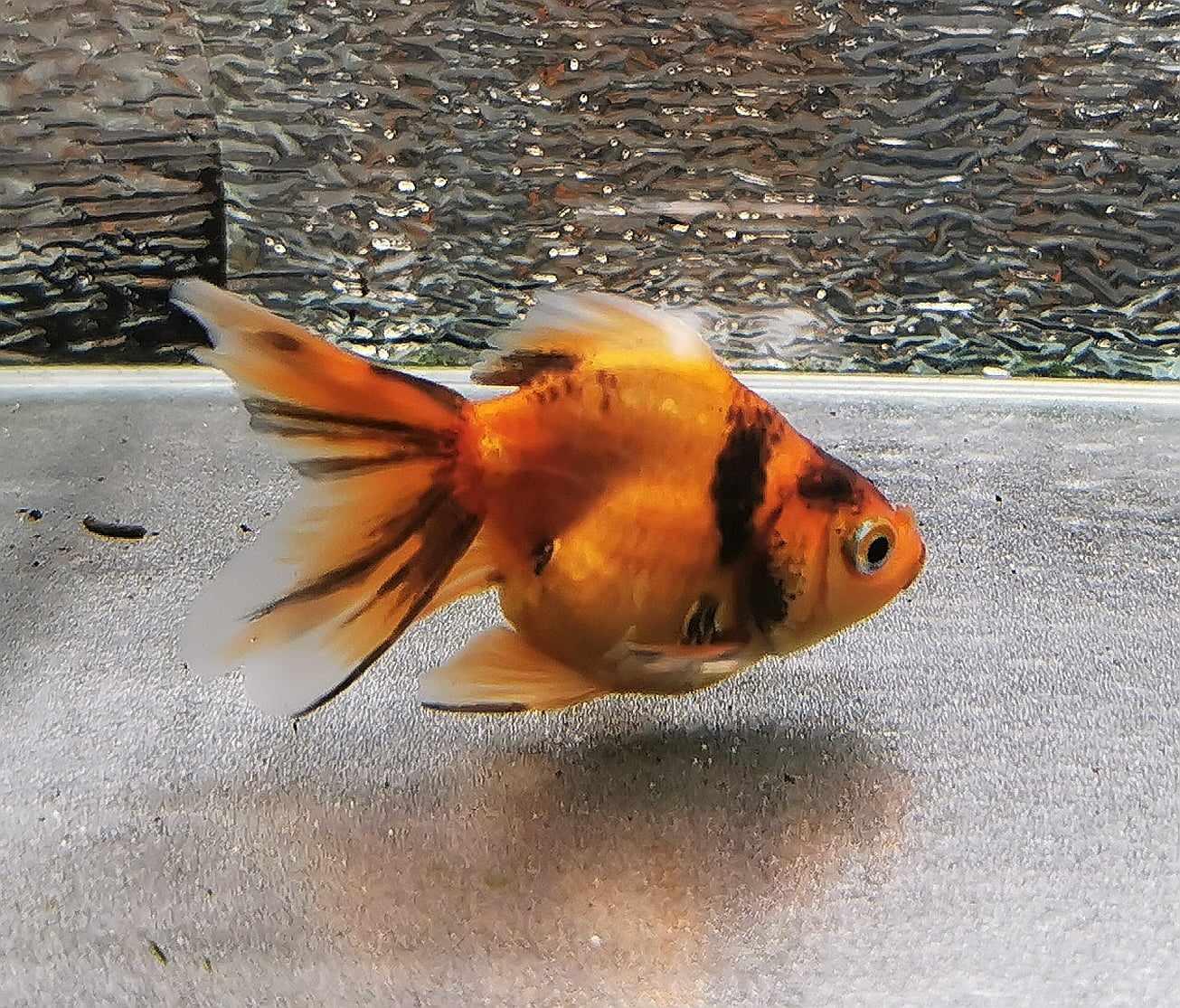 Tiger Orchidtail Oranda Goldfish WYSIWYG #4 - Paradise Tropicals LLC