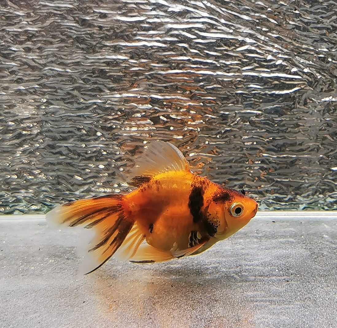 Tiger Orchidtail Oranda Goldfish WYSIWYG #4 - Paradise Tropicals LLC