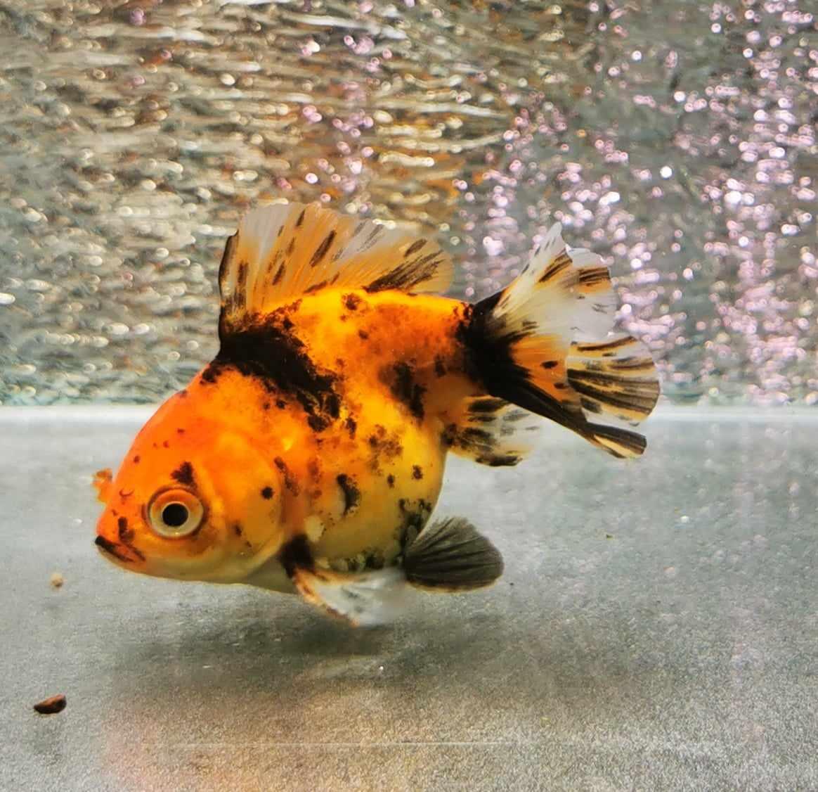 Tiger Yuanbao Oranda Goldfish WYSIWYG #1 - Paradise Tropicals LLC