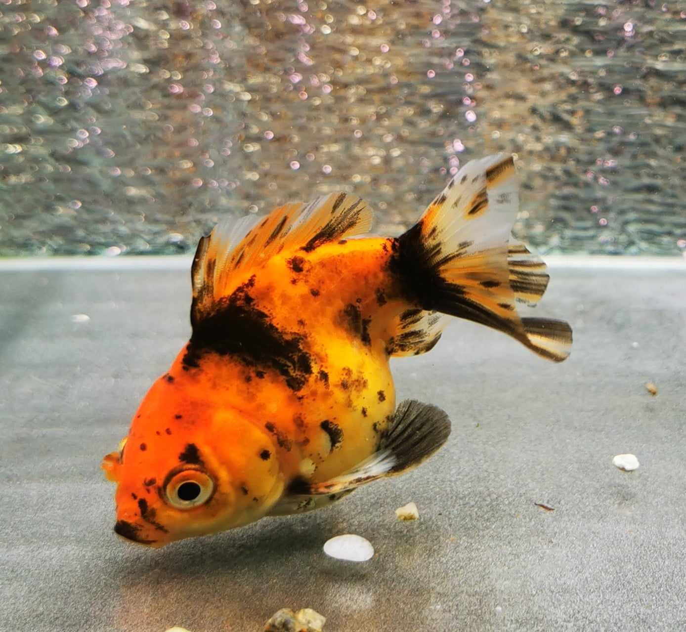 Tiger Yuanbao Oranda Goldfish WYSIWYG #1 - Paradise Tropicals LLC