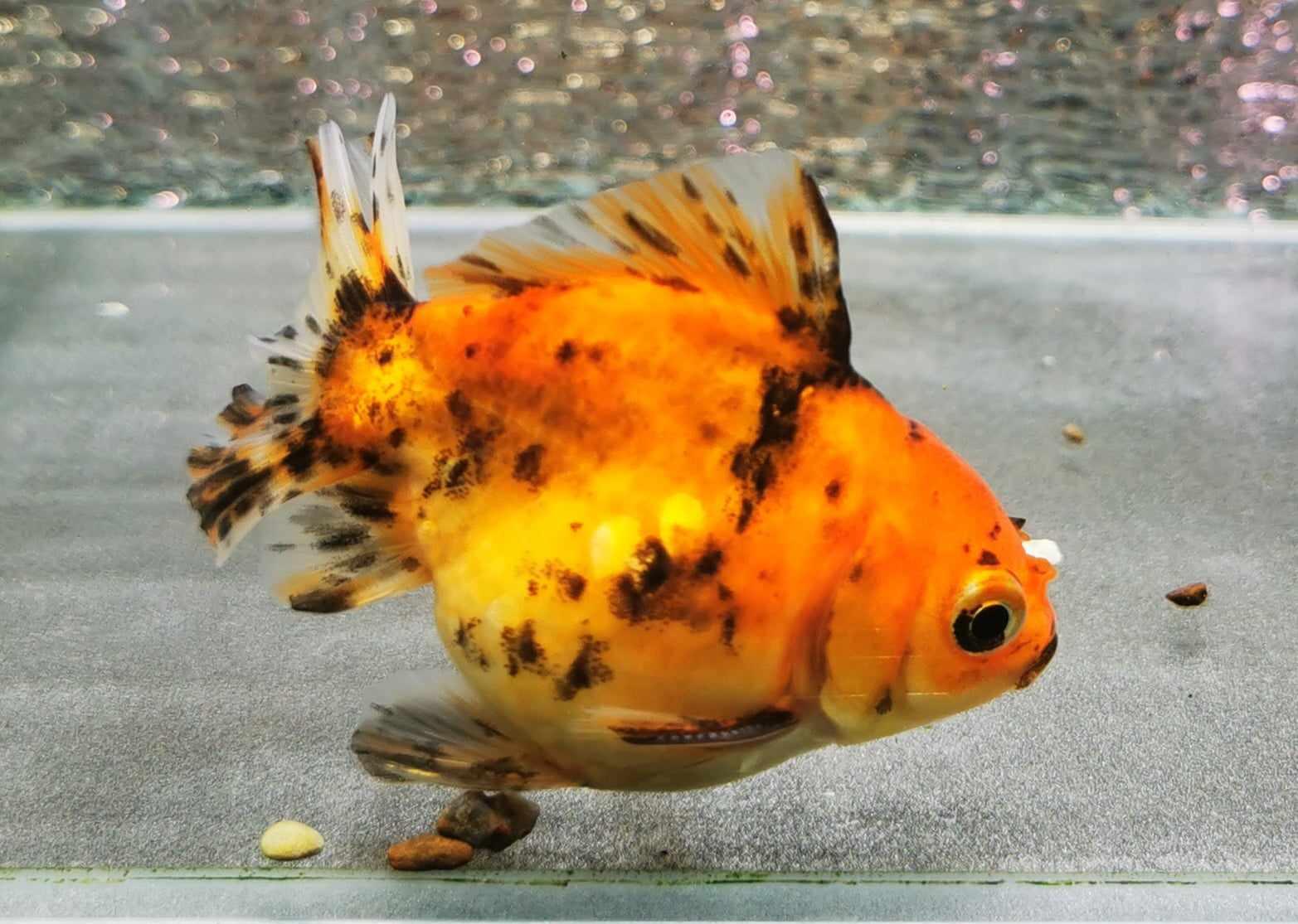 Tiger Yuanbao Oranda Goldfish WYSIWYG #1 - Paradise Tropicals LLC