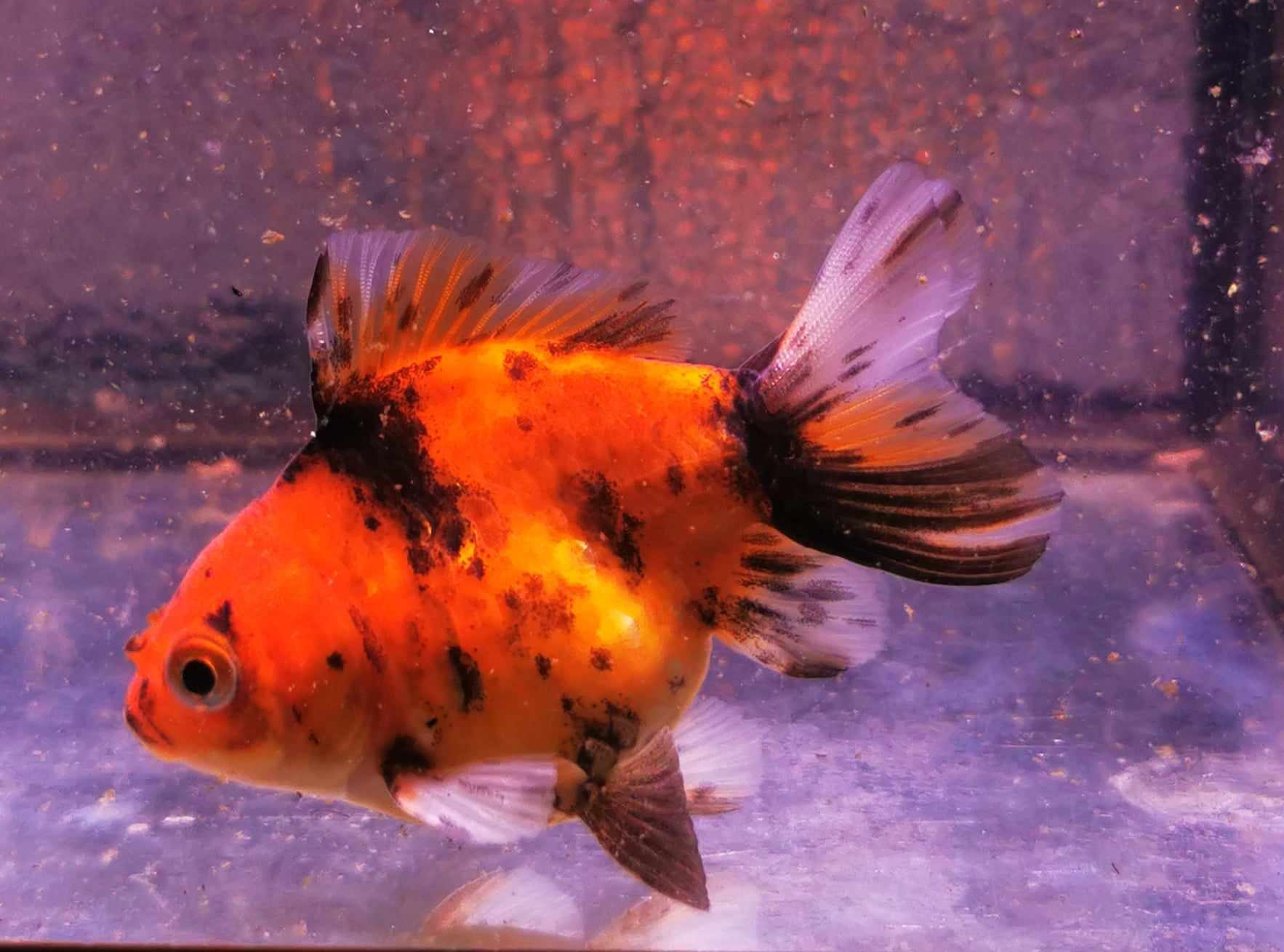 Tiger Yuanbao Oranda Goldfish WYSIWYG #1 - Paradise Tropicals LLC