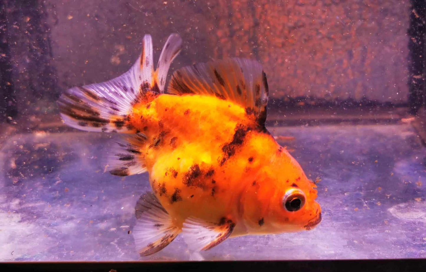 Tiger Yuanbao Oranda Goldfish WYSIWYG #1 - Paradise Tropicals LLC