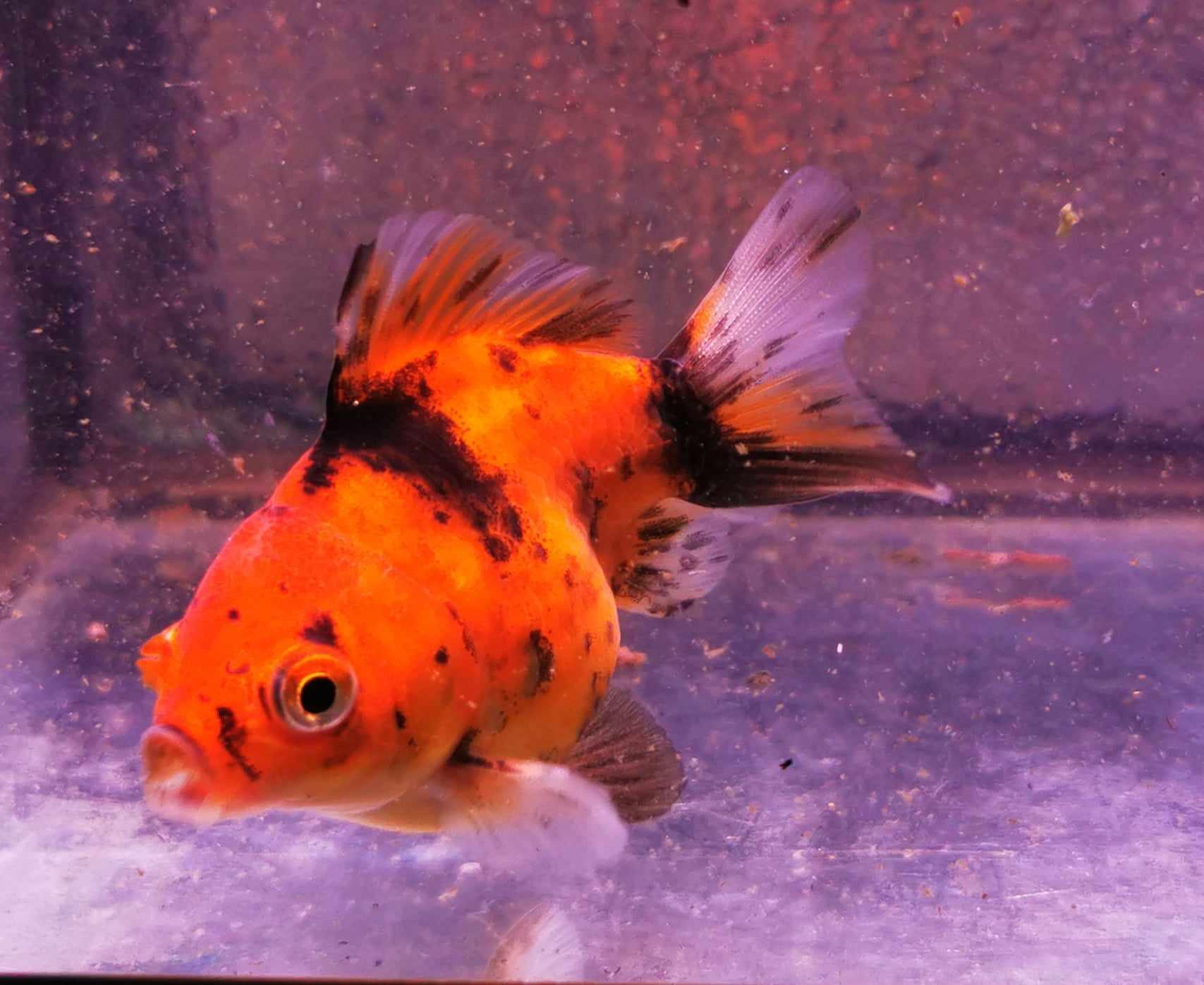 Tiger Yuanbao Oranda Goldfish WYSIWYG #1 - Paradise Tropicals LLC