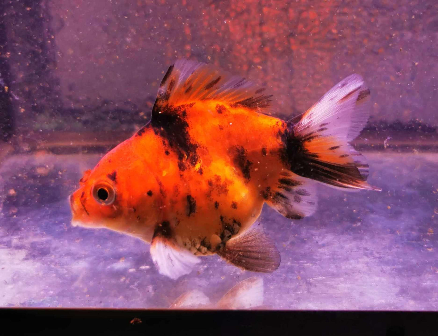 Tiger Yuanbao Oranda Goldfish WYSIWYG #1 - Paradise Tropicals LLC