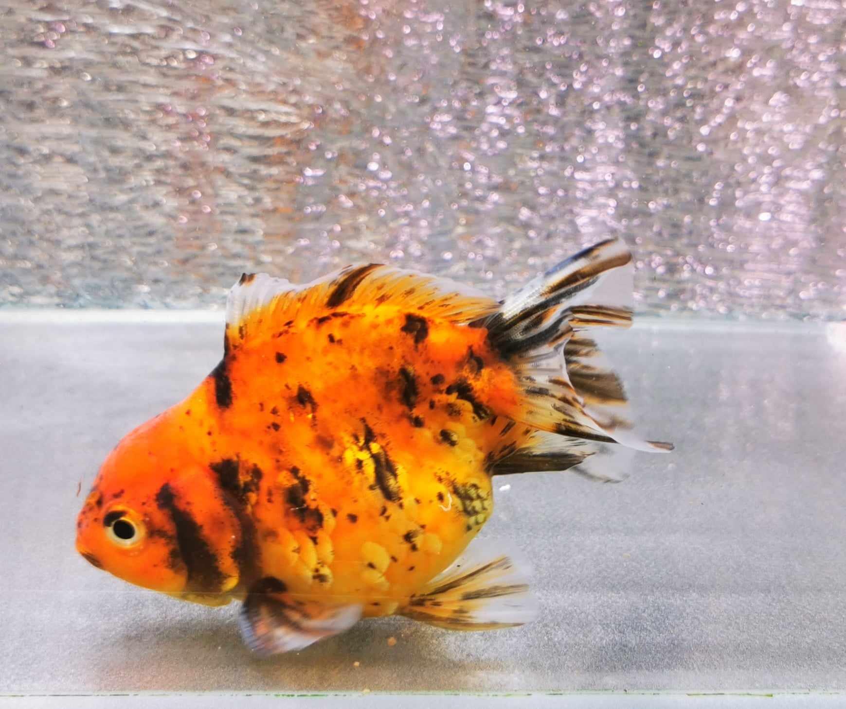 Tiger Yuanbao Oranda Goldfish WYSIWYG #2 - Paradise Tropicals LLC