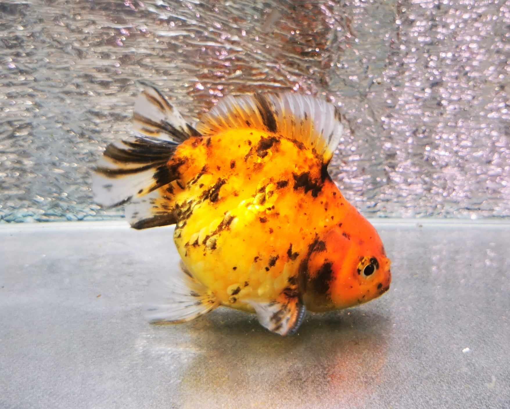 Tiger Yuanbao Oranda Goldfish WYSIWYG #2 - Paradise Tropicals LLC