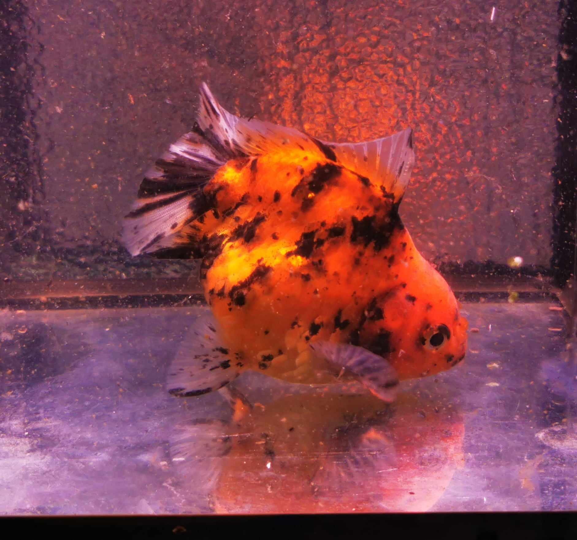 Tiger Yuanbao Oranda Goldfish WYSIWYG #2 - Paradise Tropicals LLC