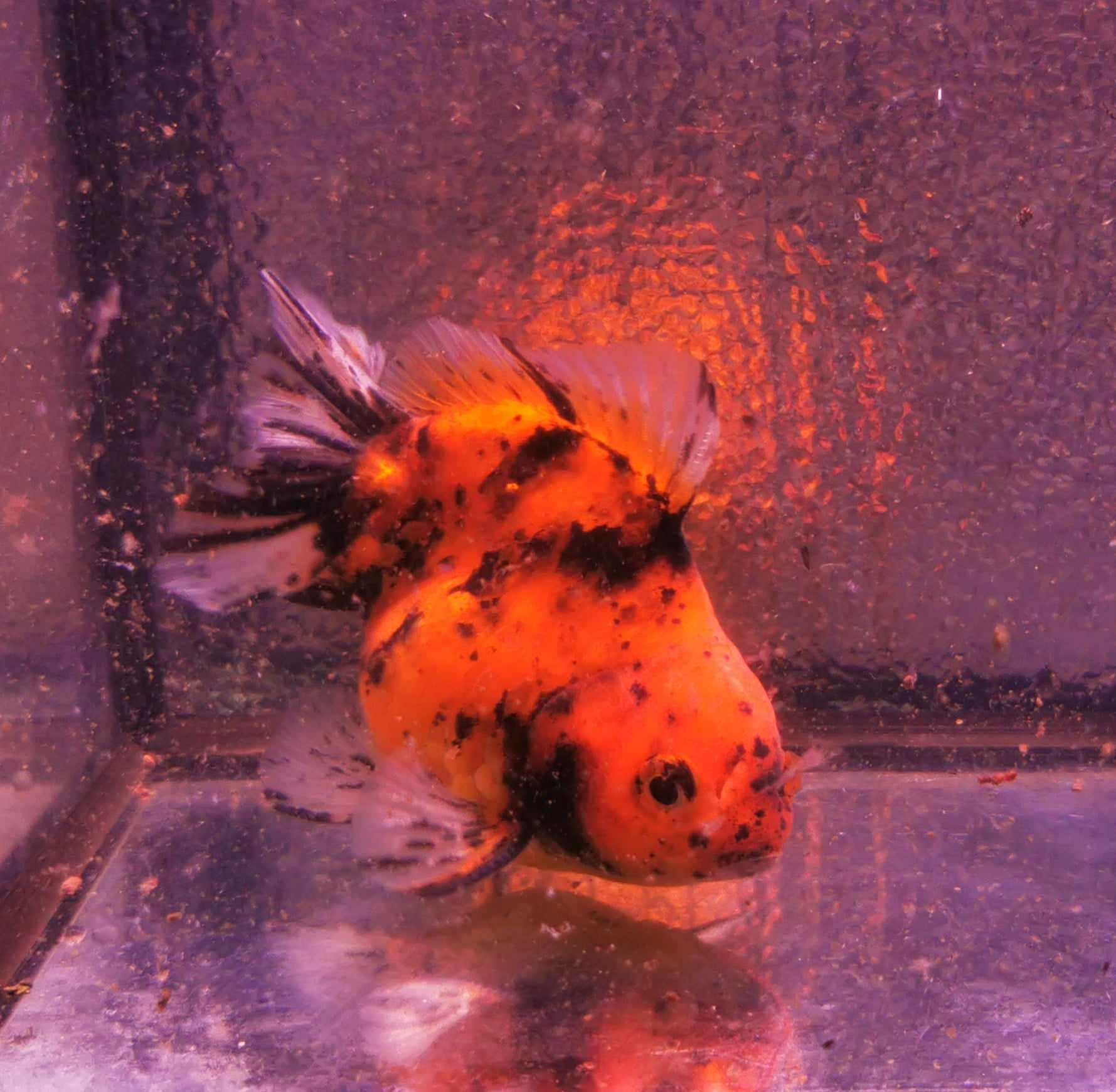 Tiger Yuanbao Oranda Goldfish WYSIWYG #2 - Paradise Tropicals LLC