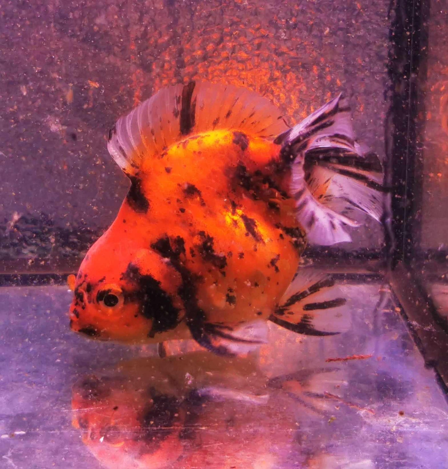 Tiger Yuanbao Oranda Goldfish WYSIWYG #2 - Paradise Tropicals LLC