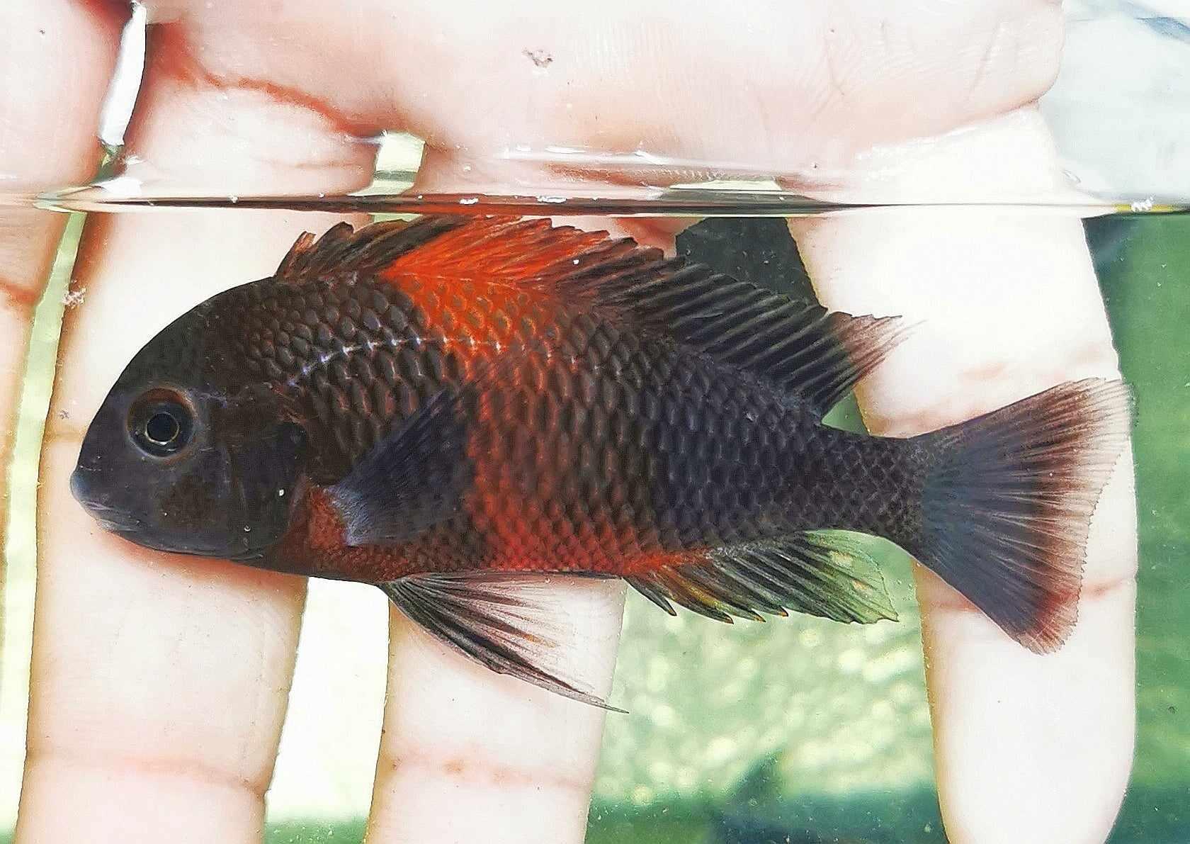 Tropheus sp. Bemba Flame - Paradise Tropicals LLC