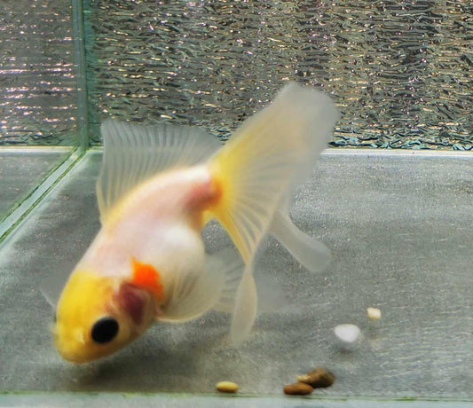 White Calico Orchidtail Oranda Goldfish WYSIWYG #2 - Paradise Tropicals LLC