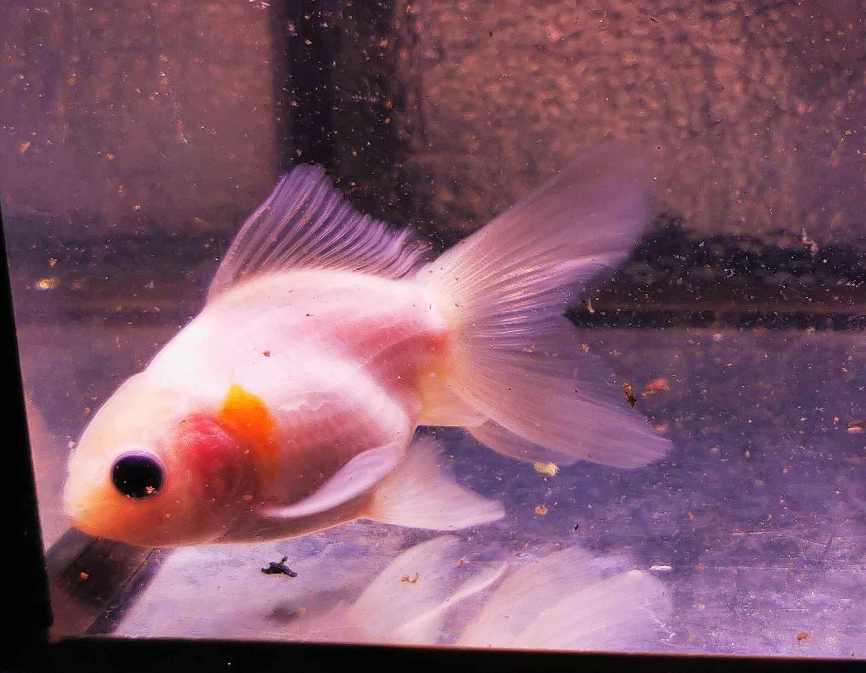 White Calico Yuanbao Oranda Goldfish WYSIWYG #2 - Paradise Tropicals LLC