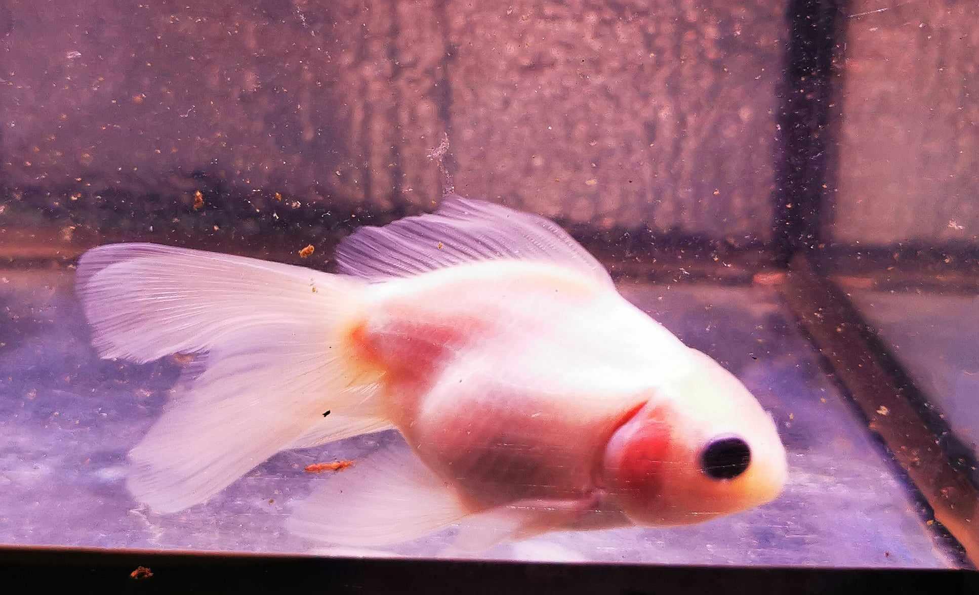 White Calico Yuanbao Oranda Goldfish WYSIWYG #2 - Paradise Tropicals LLC