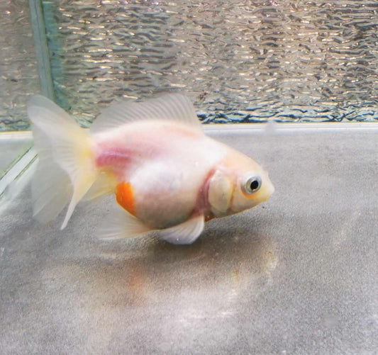 White Calico Yuanbao Oranda Goldfish WYSIWYG #1 - Paradise Tropicals LLC