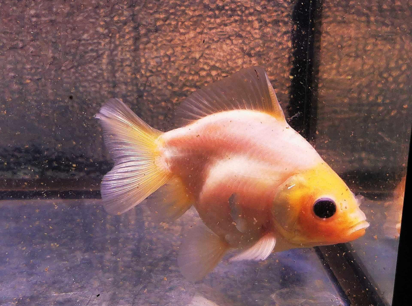 White Rabbit Yuanbao Oranda Goldfish WYSIWYG #1 - Paradise Tropicals LLC