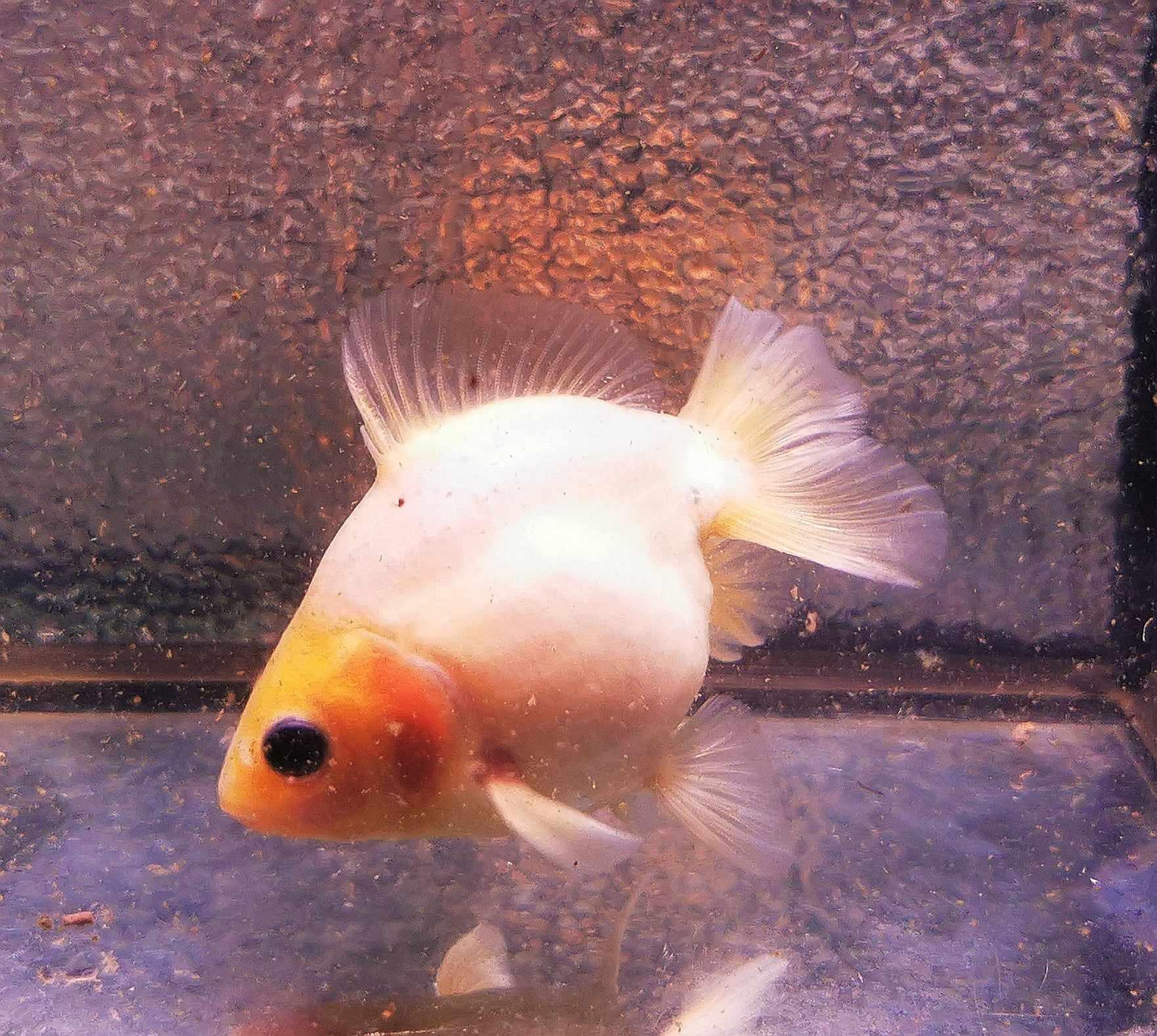 White Rabbit Yuanbao Oranda Goldfish WYSIWYG #1 - Paradise Tropicals LLC