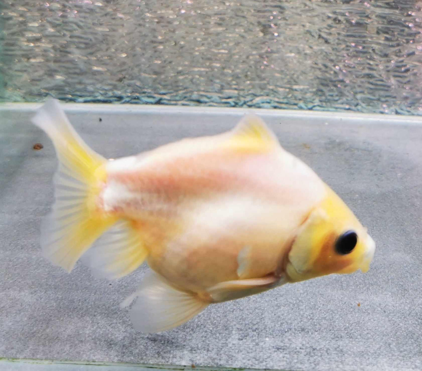 White Rabbit Yuanbao Oranda Goldfish WYSIWYG #1 - Paradise Tropicals LLC