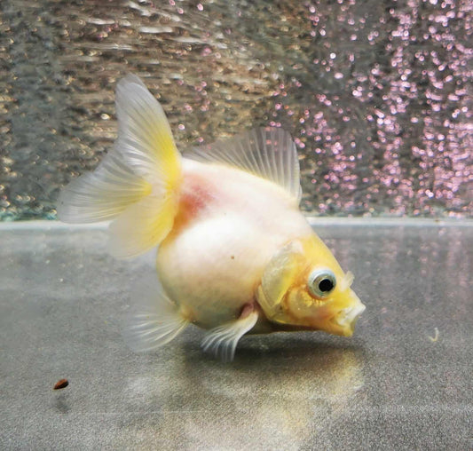 White Rabbit Yuanbao Oranda Goldfish WYSIWYG #2 - Paradise Tropicals LLC