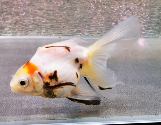 White Tiger Orchidtail Oranda Goldfish WYSIWYG #1 - Paradise Tropicals LLC