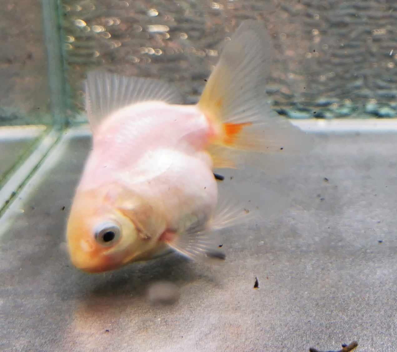 White/red Yuanbao Oranda Goldfish WYSIWYG #1 - Paradise Tropicals LLC