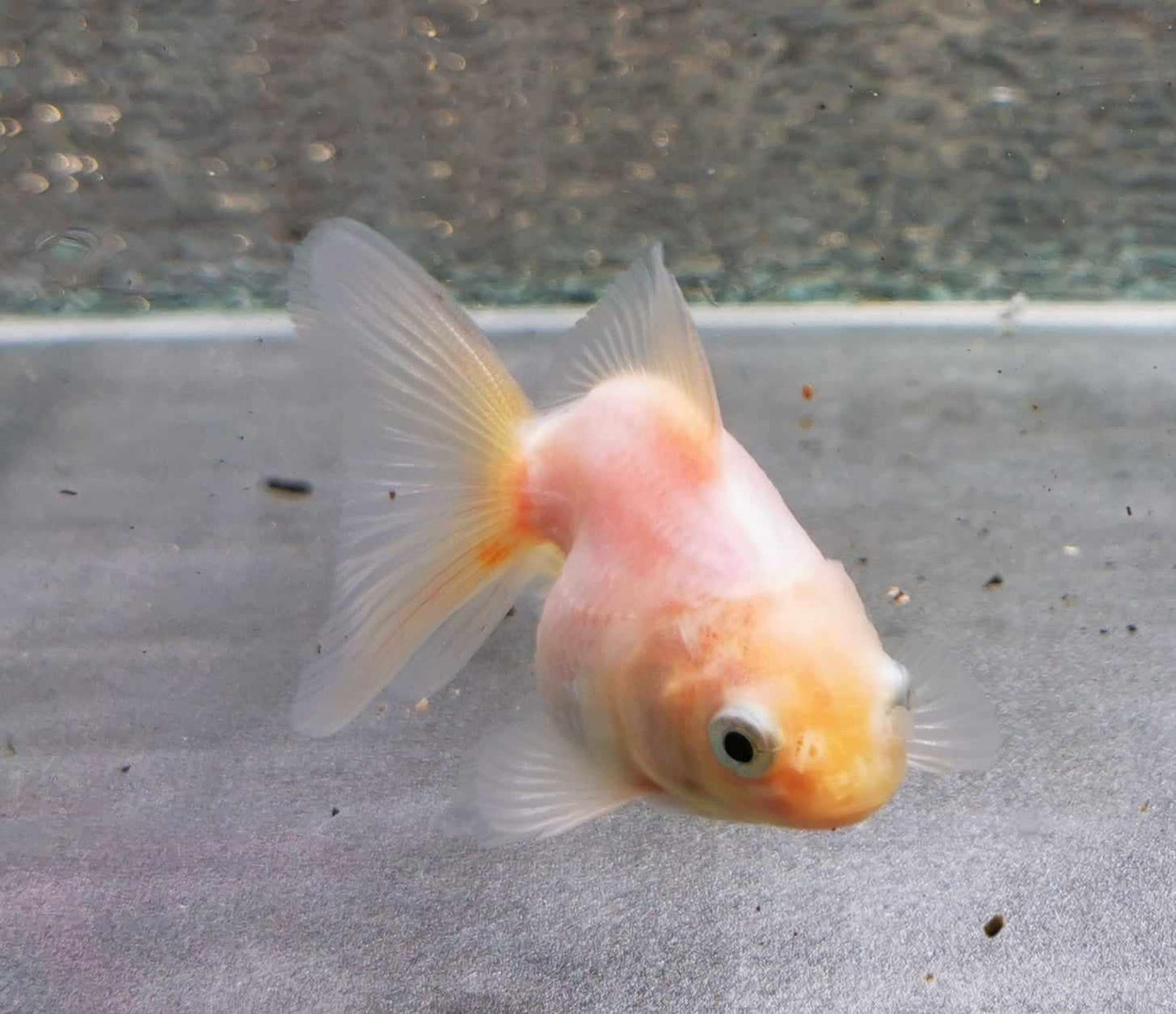 White/red Yuanbao Oranda Goldfish WYSIWYG #1 - Paradise Tropicals LLC