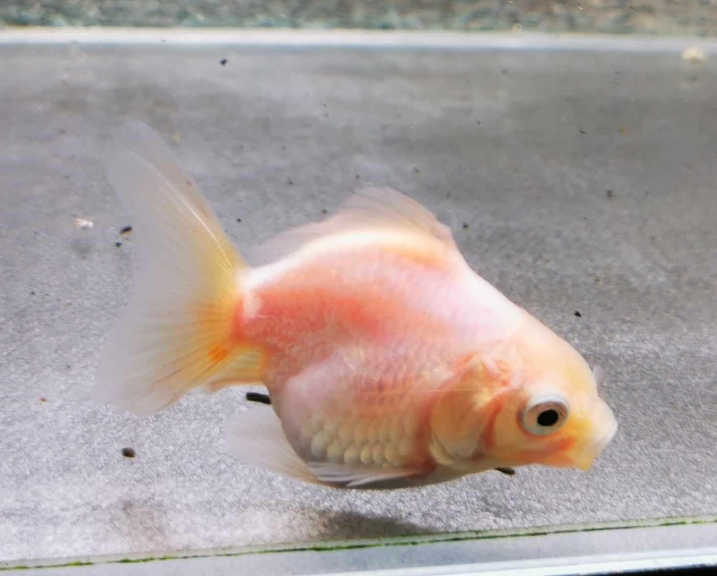 White/red Yuanbao Oranda Goldfish WYSIWYG #1 - Paradise Tropicals LLC