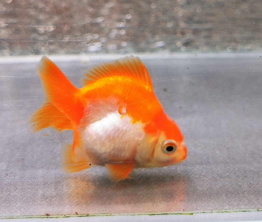 White/red Yuanbao Oranda Goldfish WYSIWYG #2 - Paradise Tropicals LLC