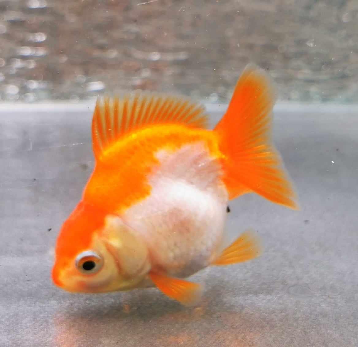 White/red Yuanbao Oranda Goldfish WYSIWYG #2 - Paradise Tropicals LLC