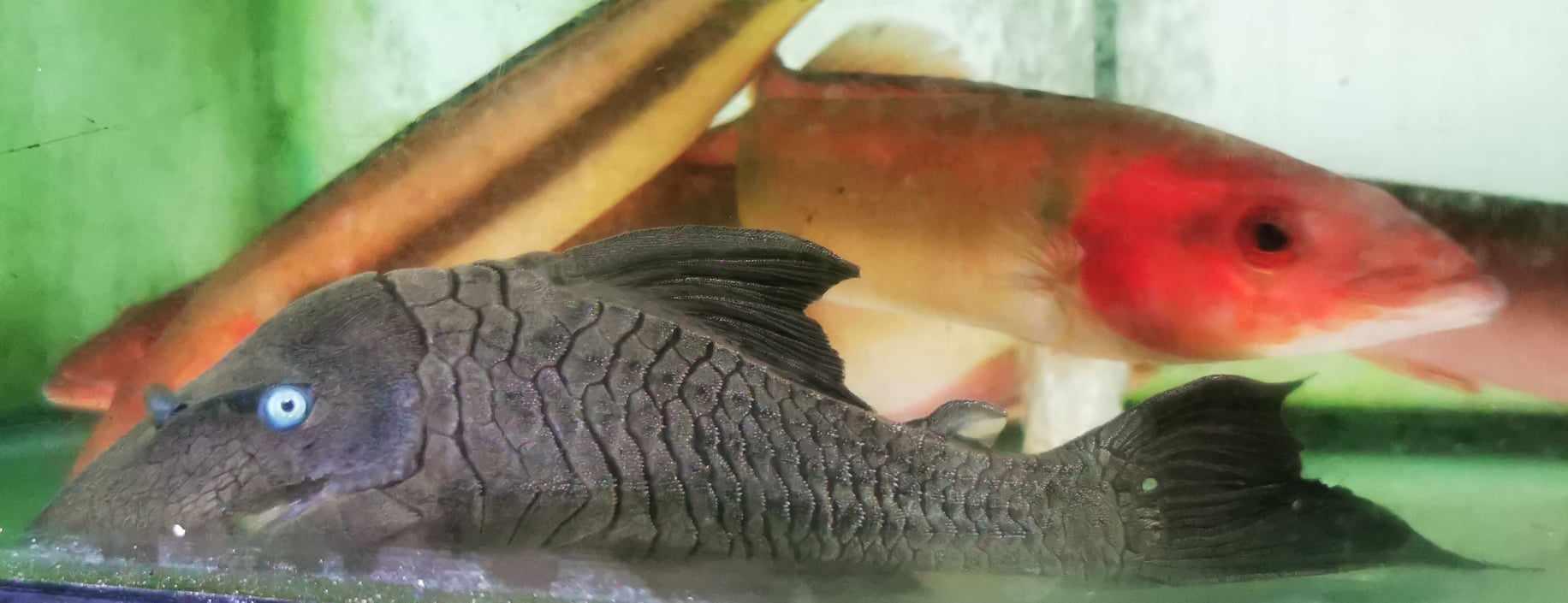 XL Blue Eye Panaque pleco #1 WYSIWYG - Paradise Tropicals LLC