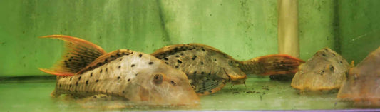 XL L095 Pineapple Orange Cheek pleco Rare!! - Paradise Tropicals LLC