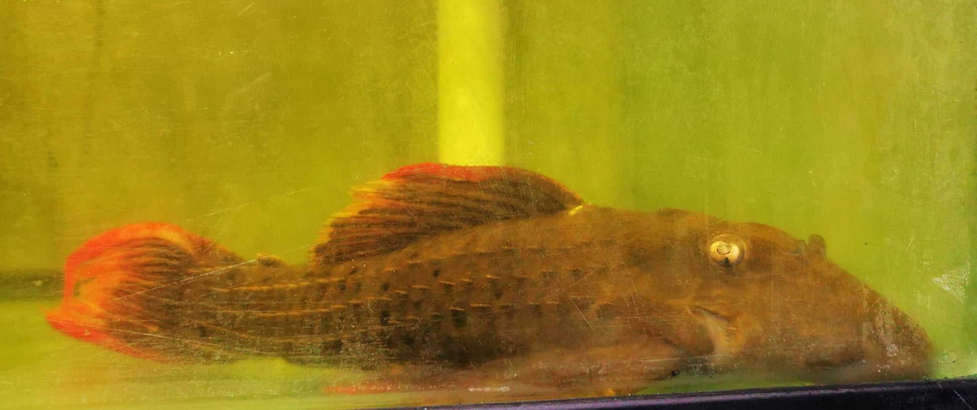 XXL L024 Red Cactus pleco - Paradise Tropicals LLC