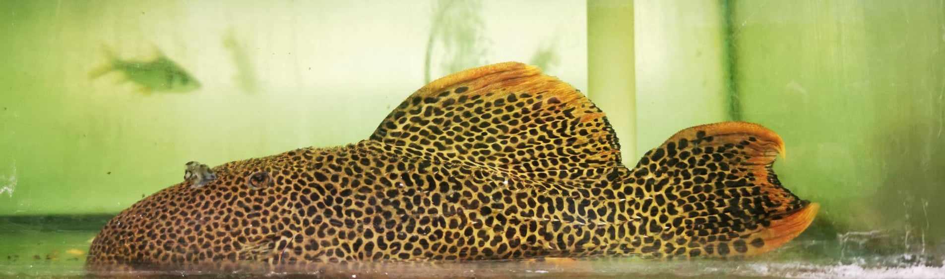 XXL SHOW L114 Red Sternella Cactus Pleco WYSIWYG - Paradise Tropicals LLC