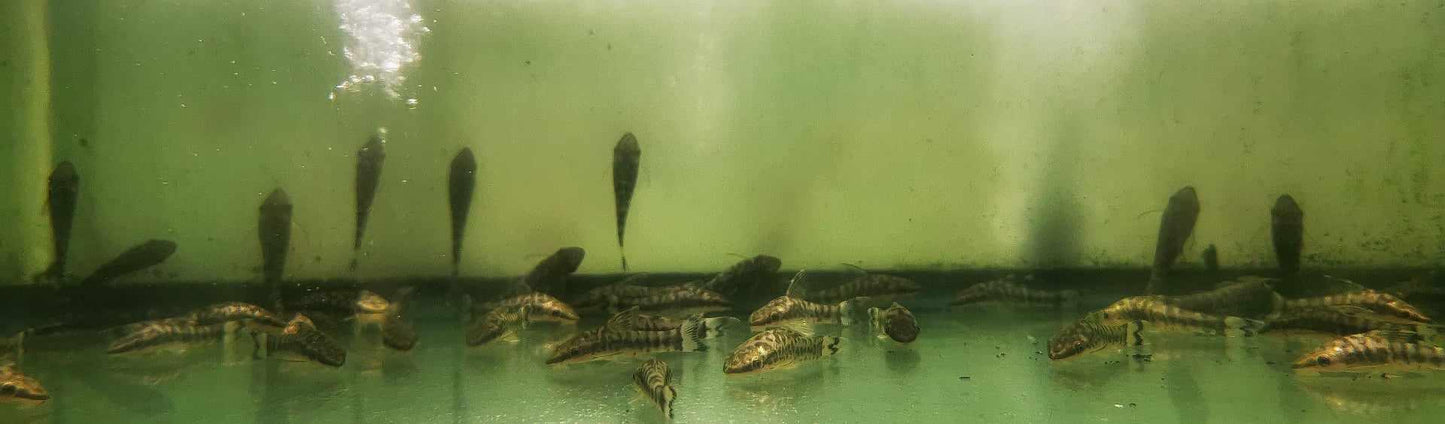 Zebra Otocinclus Catfish - Paradise Tropicals LLC