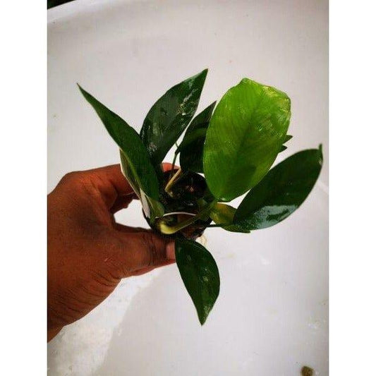 Paradise Tropicals LLC Live aquatic plant Anubias x Nangi potted