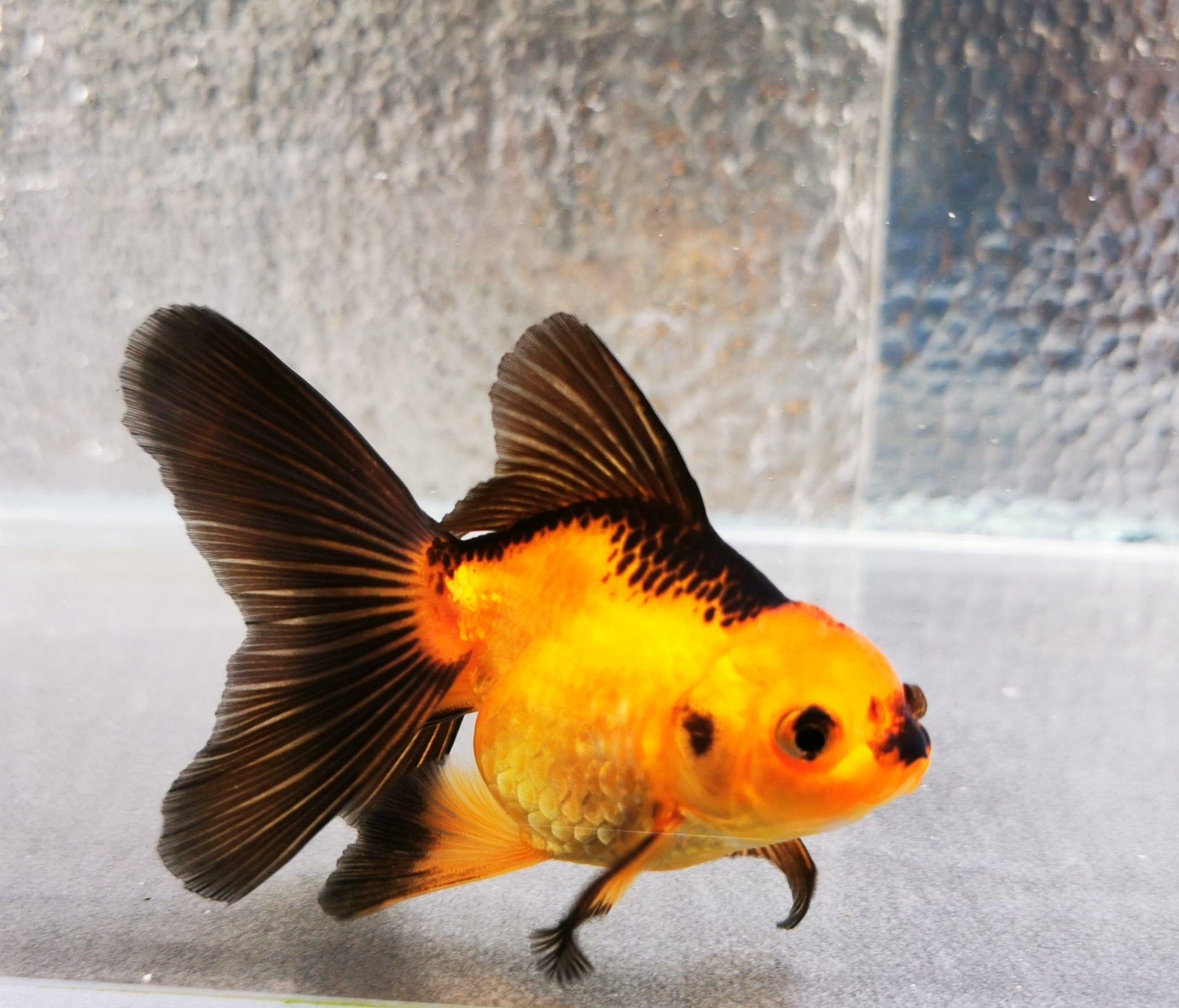 Paradise Tropicals LLC Apache Orchidtail Oranda Goldfish WYSIWYG #1