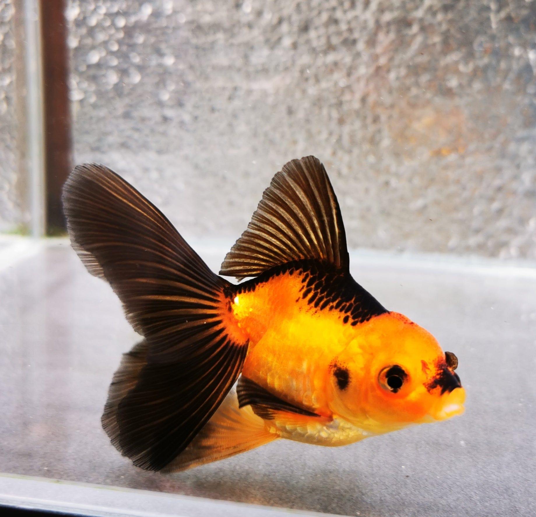 Paradise Tropicals LLC Apache Orchidtail Oranda Goldfish WYSIWYG #1