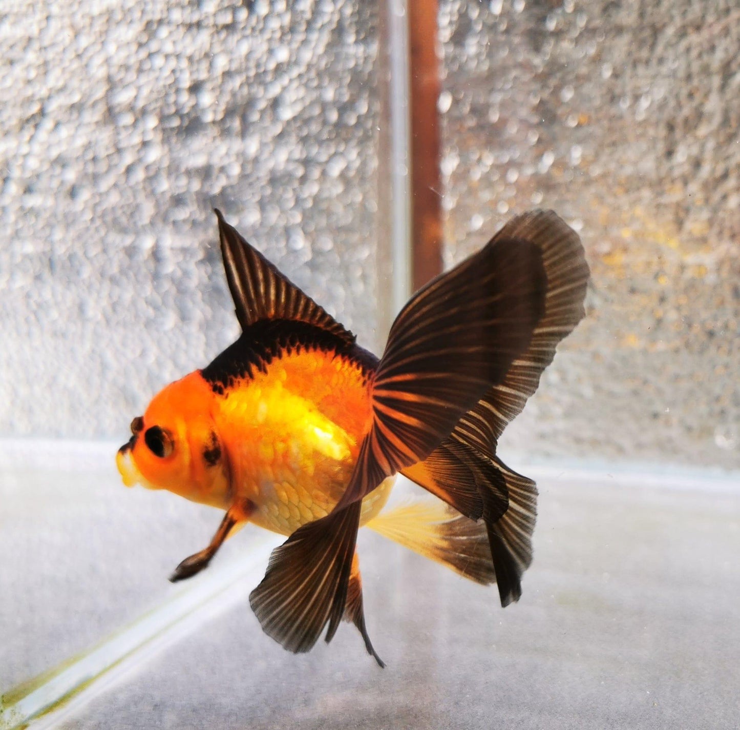 Paradise Tropicals LLC Apache Orchidtail Oranda Goldfish WYSIWYG #1