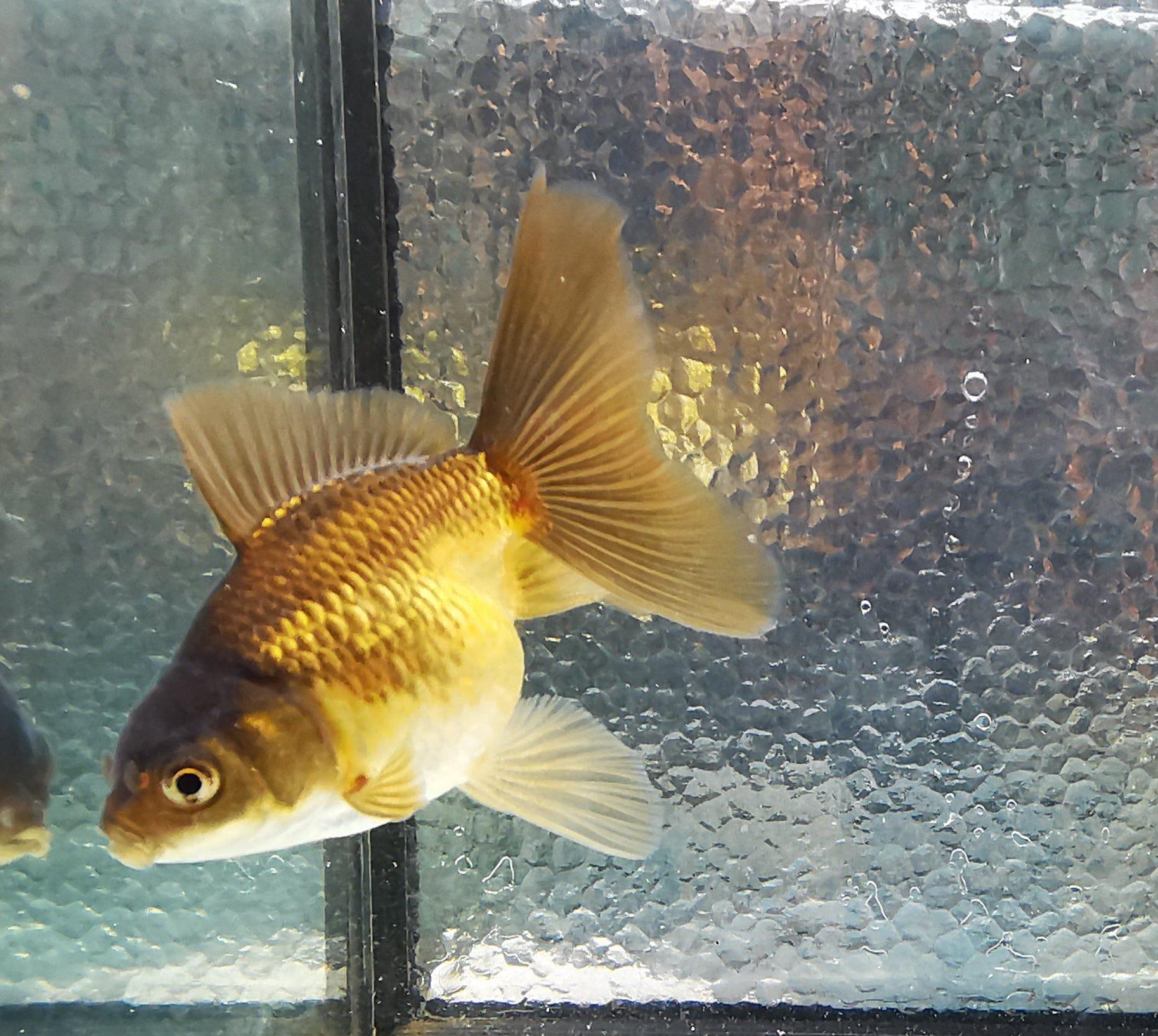 Paradise Tropicals LLC Apache Orchidtail Oranda Goldfish WYSIWYG #3