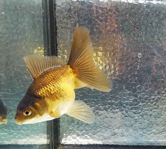 Paradise Tropicals LLC Apache Orchidtail Oranda Goldfish WYSIWYG #3