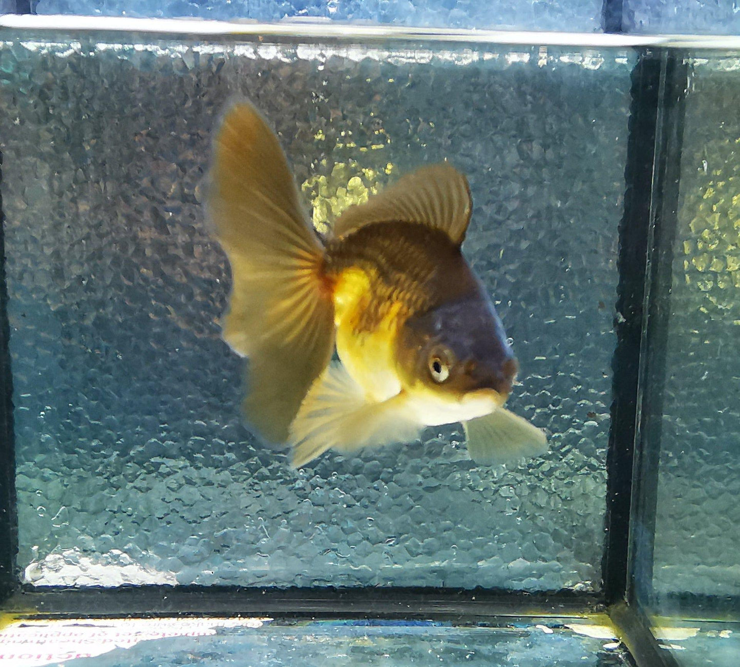 Paradise Tropicals LLC Apache Orchidtail Oranda Goldfish WYSIWYG #3