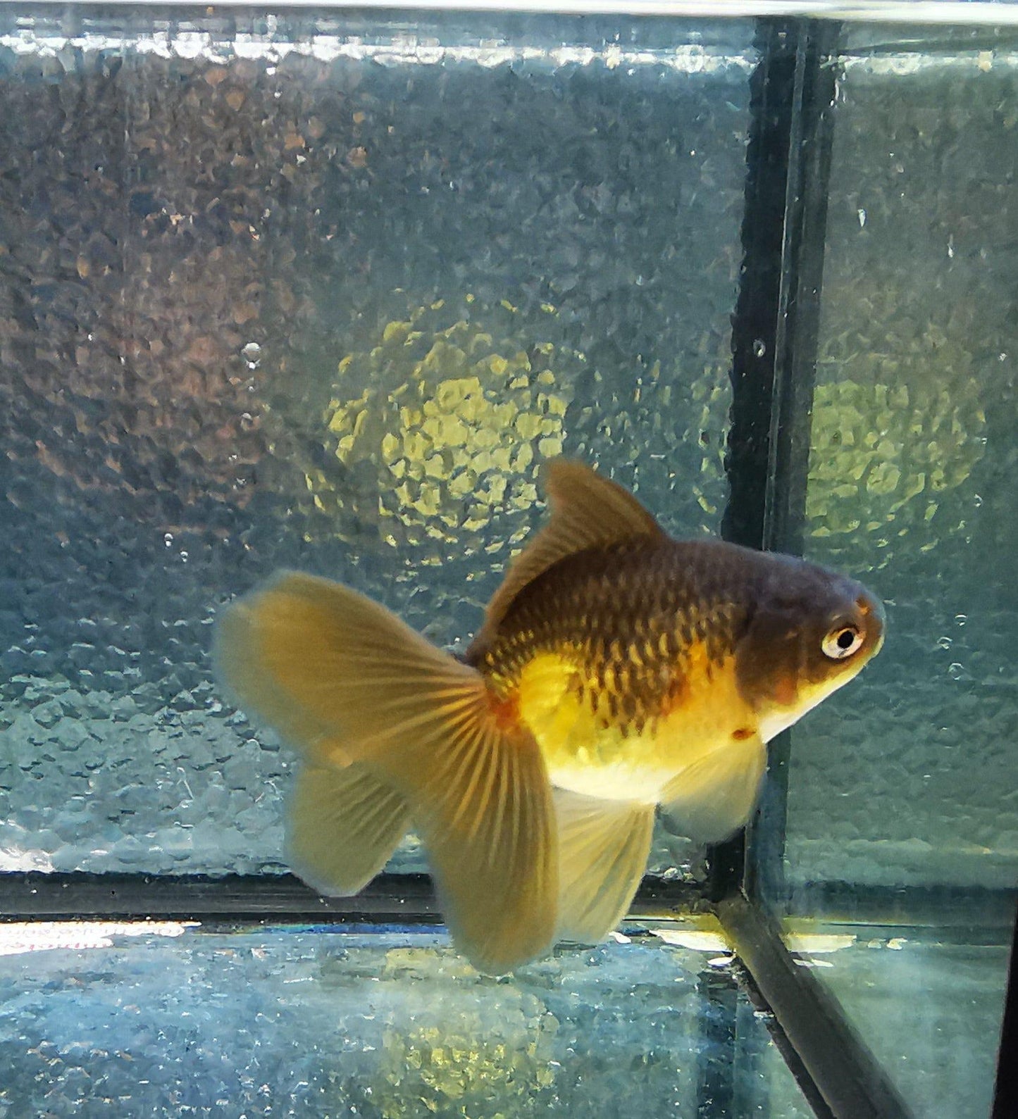 Paradise Tropicals LLC Apache Orchidtail Oranda Goldfish WYSIWYG #3