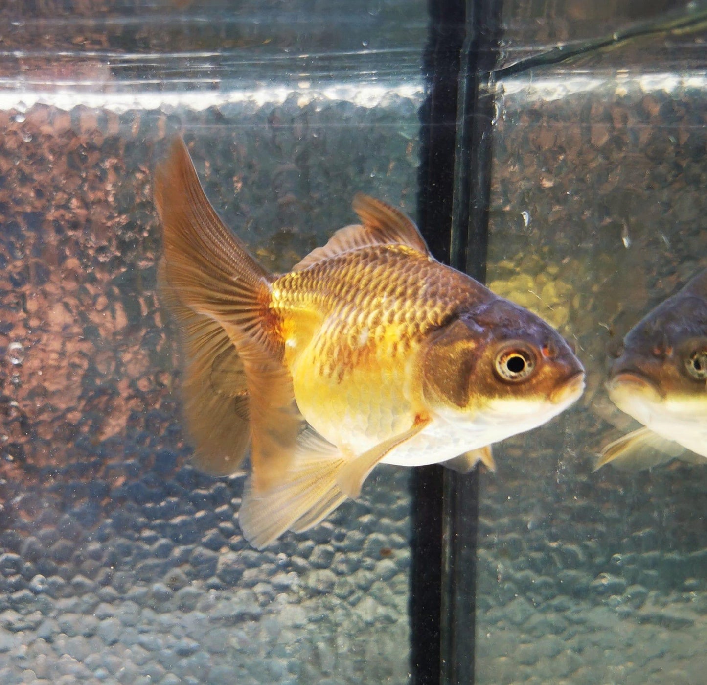 Paradise Tropicals LLC Apache Orchidtail Oranda Goldfish WYSIWYG #3