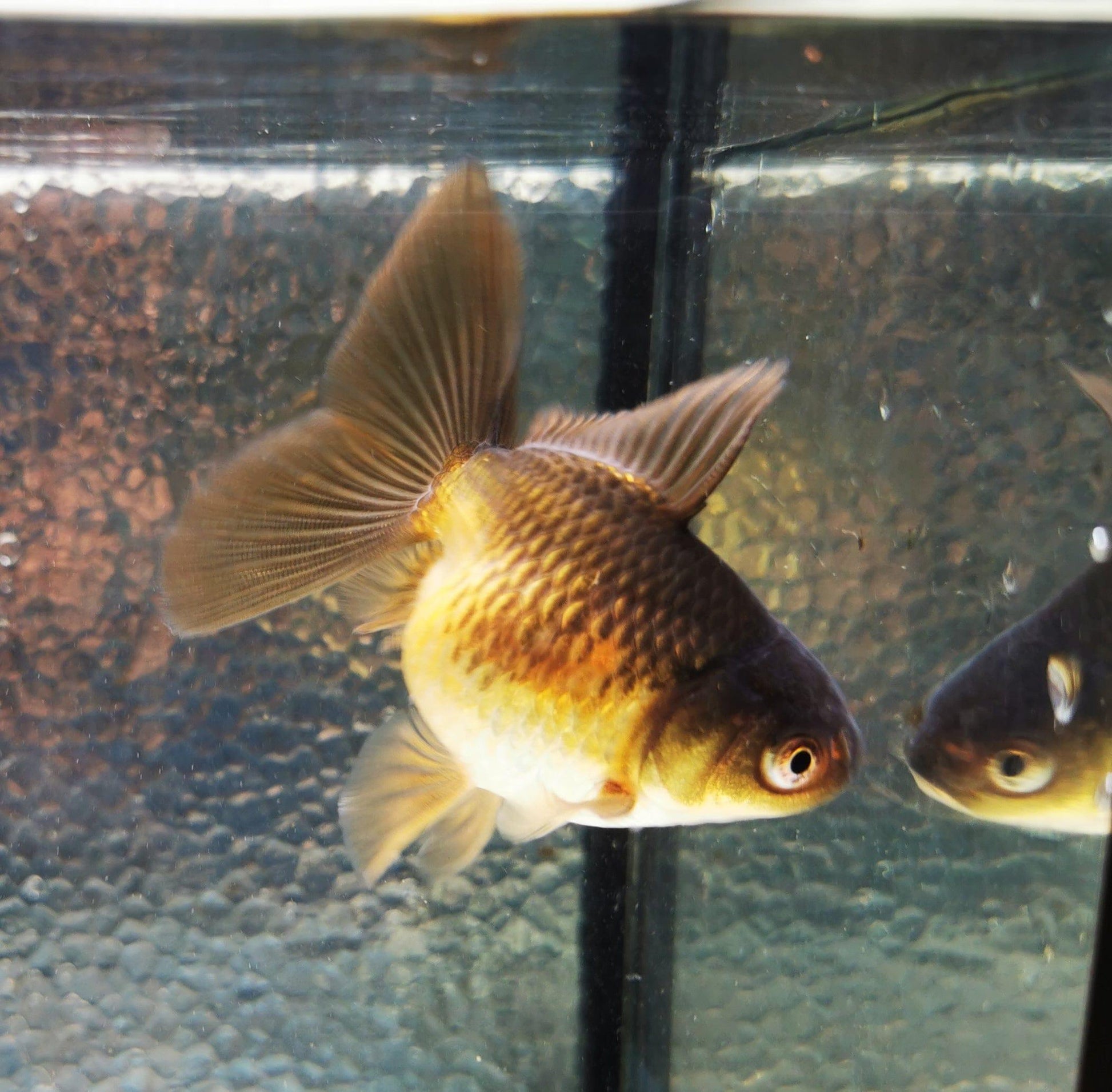 Paradise Tropicals LLC Apache Orchidtail Oranda Goldfish WYSIWYG #3