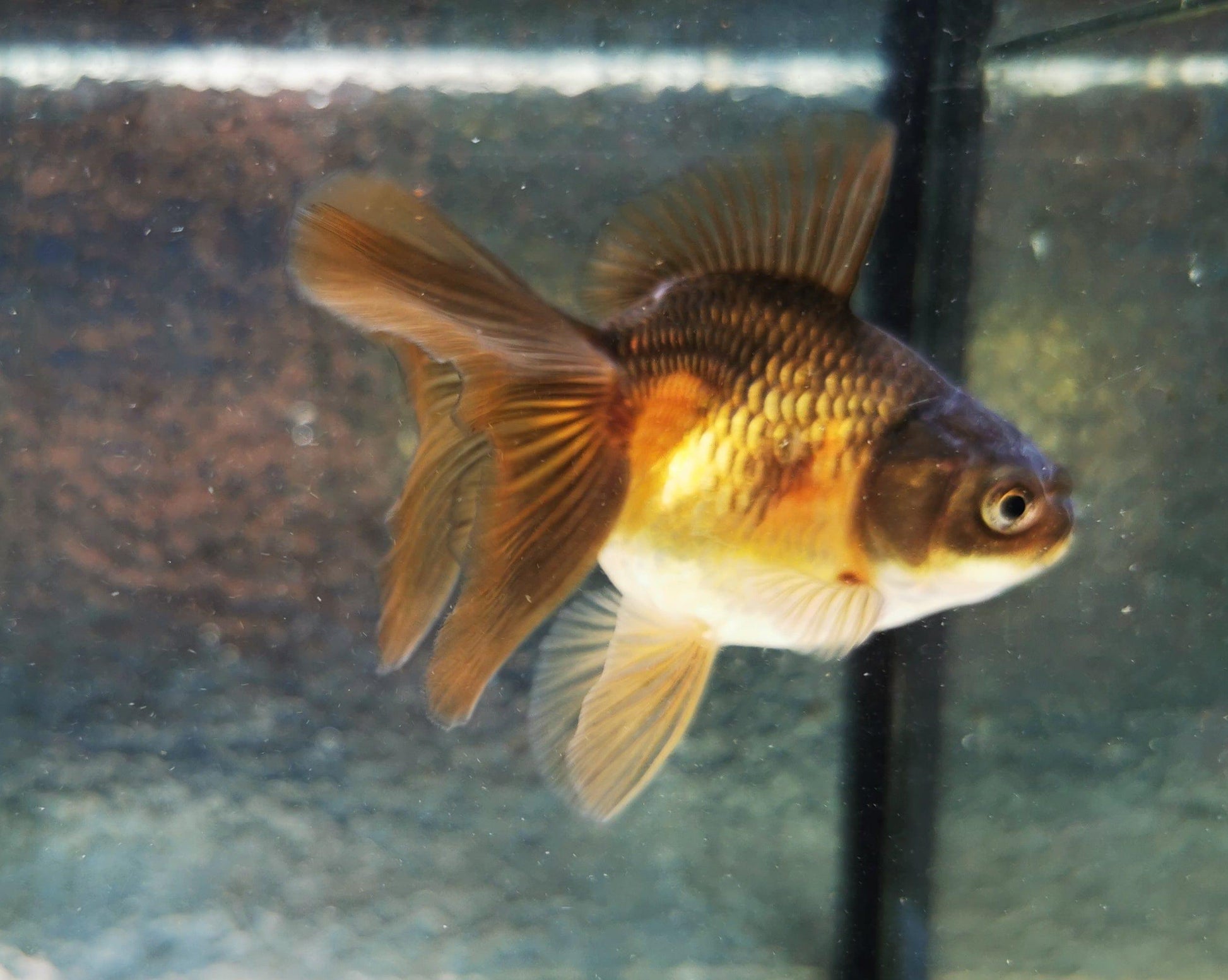 Paradise Tropicals LLC Apache Orchidtail Oranda Goldfish WYSIWYG #3