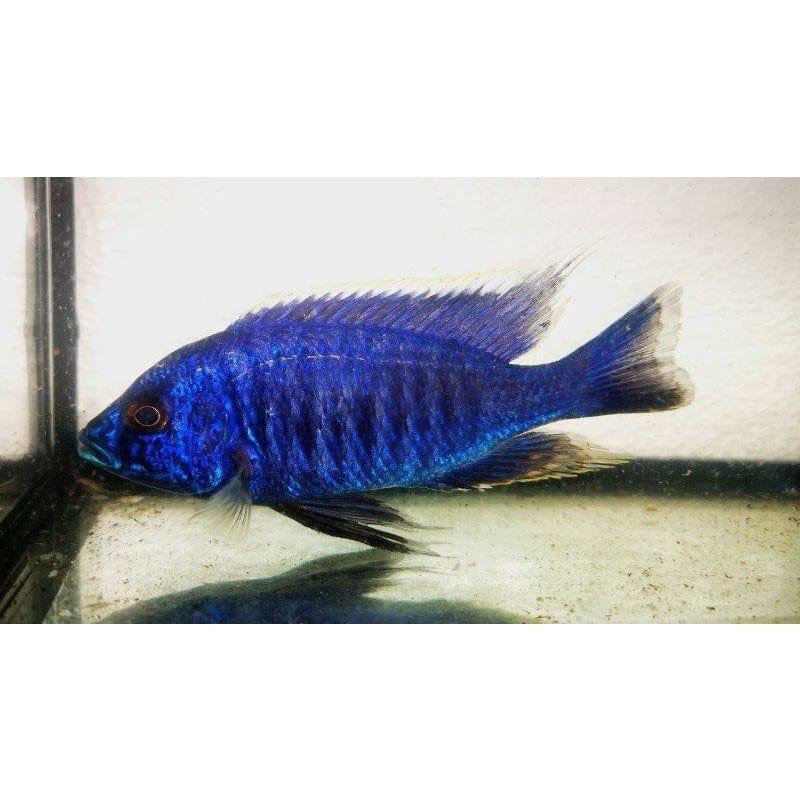 Paradise Tropicals LLC Haplochromis Azureus Cichlid