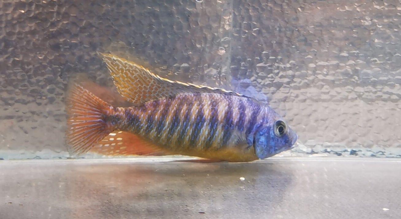 Paradise Tropicals LLC Blue Gold Hap #1 WYSIWYG Rare!