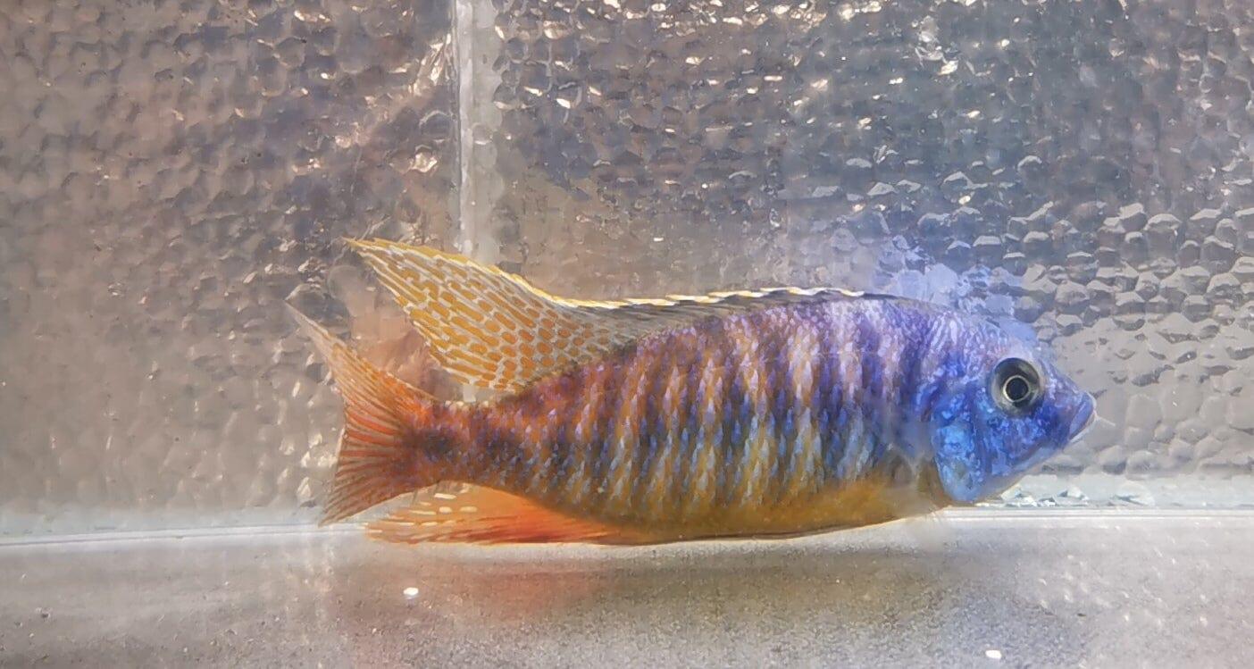 Paradise Tropicals LLC Blue Gold Hap #1 WYSIWYG Rare!