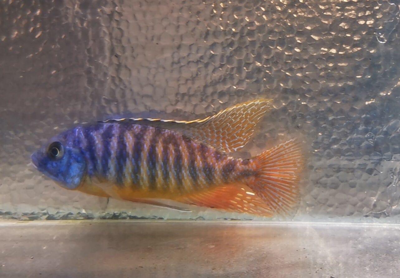 Paradise Tropicals LLC Blue Gold Hap #1 WYSIWYG Rare!